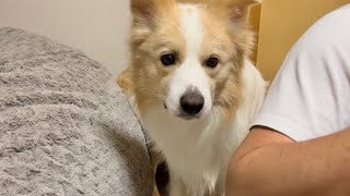 【キレる犬】ママとパパが仲良くしているのをみて嫉妬する犬【ボーダーコリー】