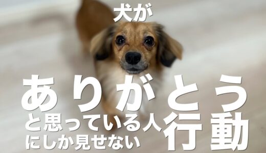 犬がいつもありがとうと思っている人にしか見せない行動