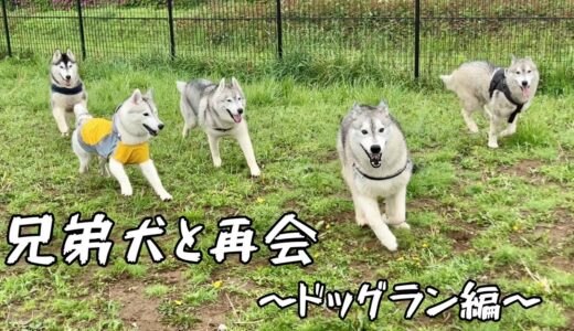 【後編】同じ顔が向かってくるww兄弟犬と嵐の中のドッグラン！！