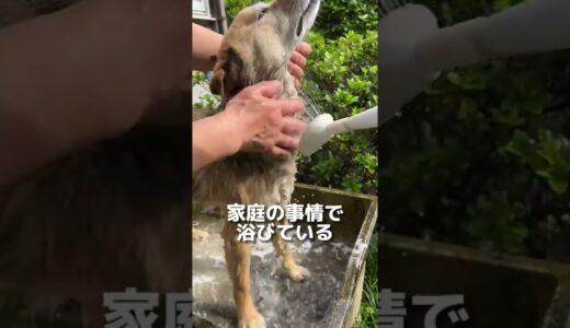 家族の容赦ない犬の洗い方www#shorts