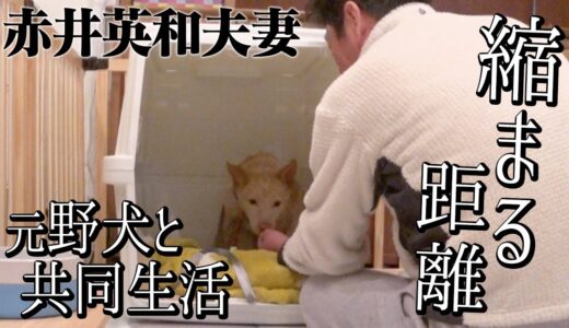 【保護犬】赤井英和夫婦と元野犬カマロ！ついに手からおやつを・・・【赤井英和夫婦と元野犬の共同生活】