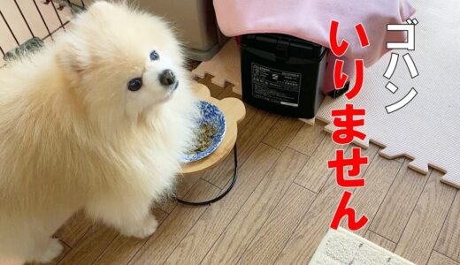 シニア犬のお食事タイムはなかなか大変です