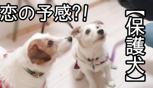 【元保護犬】ハンくんと家族の始まりの日♪５月４日は、ハンくんDay「動画 200本記念」