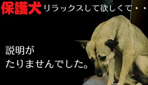 【保護犬】ご心配おかけしました。