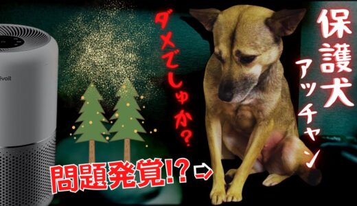 やっと保護犬アッチャンに安心出来る家が・・