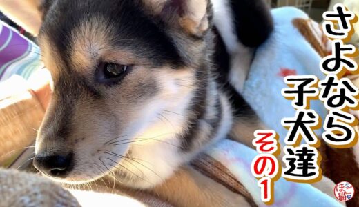 【子犬　保護犬 　野犬】さようなら仔犬たち　その１