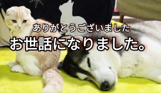 子猫が引っ越ししたらハスキー犬達がこうなった...