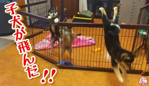 【子犬　保護犬 　野犬】仔犬がいきなり飛びました！