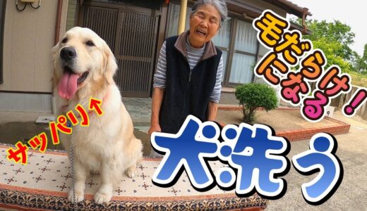 【露天風呂】大型犬を洗うのは楽しいですが大変ですw。