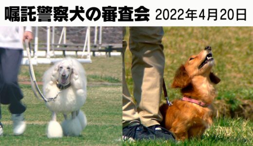 プードルとダックスフンドが出場した嘱託警察犬の審査会