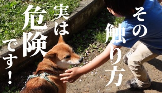 犬が怒る時は唸る？間違った知識で噛みつかれる危険も‼犬に触る時の注意点をご紹介！【甲斐犬・柴犬】