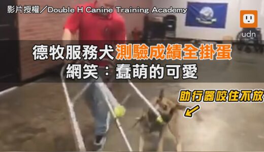 德牧服務犬測驗成績全掛蛋 網笑：蠢萌的可愛｜動物｜搞笑