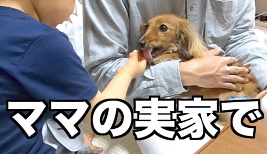 【帰省】犬嫌いから犬好きへ変化した甥っ子と再会【カニンヘンダックスえびすの日常】