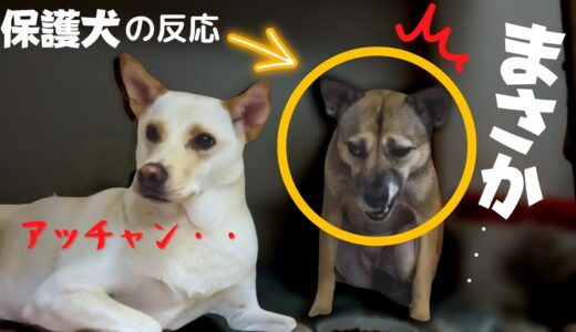 まさか？飼い主の「あの行動」に2匹の保護犬が反応した