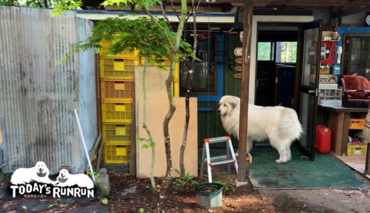 何か居た？犬舎の床下が気になって仕方ないアランです　Great Pyrenees　グレートピレニーズ