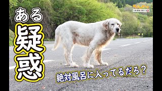 【老犬】ある疑惑・・・お前、絶対風呂入ってるだろ？