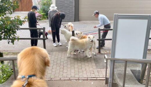 【マジか】一人で大型犬４頭を散歩してる人に遭遇した…