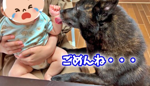 赤ちゃんを泣かしてしまいアタフタする犬が可愛い