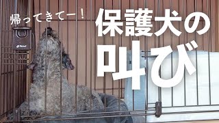 保護犬の留守番の様子が、切なかった…｜Day31