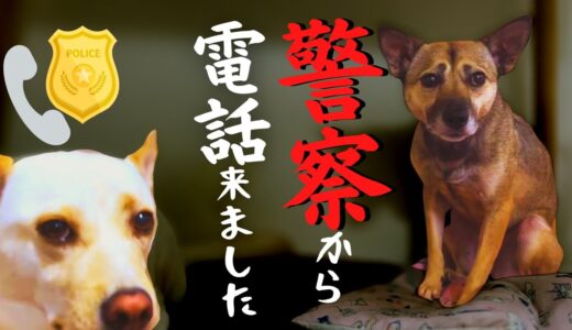 今朝、警察から電話が来ました・・【保護犬】