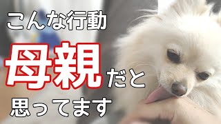 犬が飼い主を母親だと思ってる時にしか見せない行動【犬の仕草】