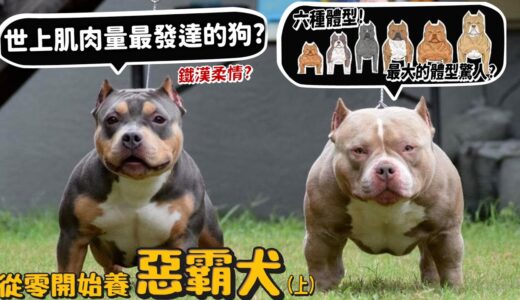 【從零開始養】惡霸犬!世界上肌肉量最發達的狗?六種體型?最大體型驚人上百公斤?最小上不了樓梯?【許伯簡芝】American Bully