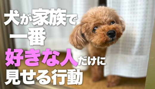 大好きな家族に見せる行動　犬が好きな人を決める４つの要素