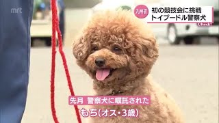 トイプードルのもちくんは「警察犬」　初の競技会に密着　2022.5.20(金)