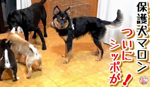 【子犬　保護犬 　野犬】保護犬マロンも仔犬たちも一緒に遊べました