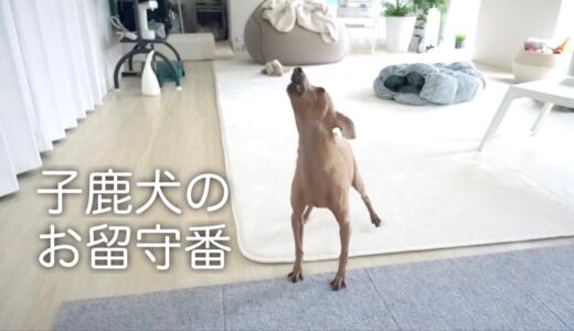 子鹿犬のお留守番を隠し撮りしたら普段は見せない姿に涙がとまりませんでした【ミニピン／保護犬】