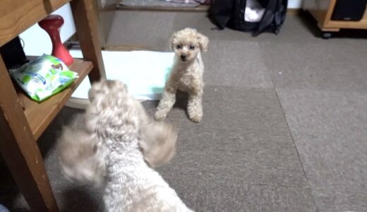 妹犬に至近距離で吠えられて控えめにキレる姉犬