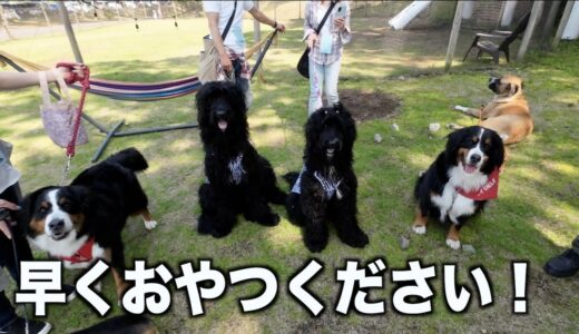 大型犬のオフ会でおやつ交流して来ました！