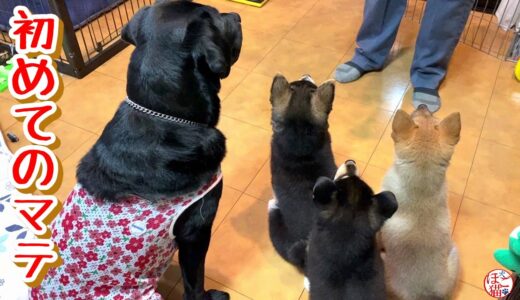 【子犬　保護犬 　野犬】初めての「待て」　できるかな