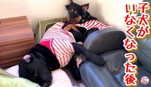 【子犬　保護犬 　野犬】仔犬たちが去った後