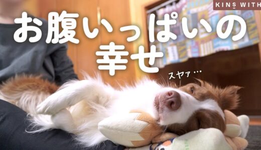 お腹いっぱいになるとママの上でゴロゴロしちゃう犬が可愛すぎて幸せ♡【腸内フローラの結果が出ました！】