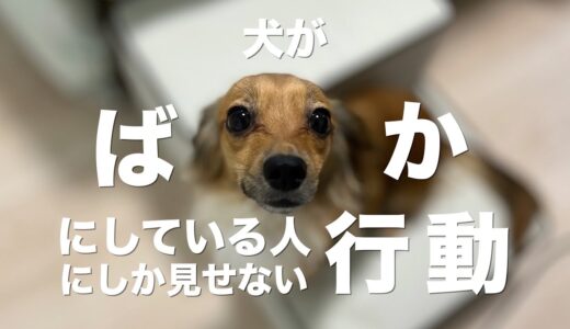 犬が馬鹿にしている人にしか見せない行動