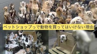 ペットショップで売れ残った犬猫が地獄過ぎる　殺処分ゼロはまやかしに過ぎない【ぴえん過ぎる生き物紹介】