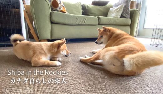 【生後3ヶ月】恐る恐る先住犬の姉柴を遊びに誘う弟柴。【4K】子犬のしつけ