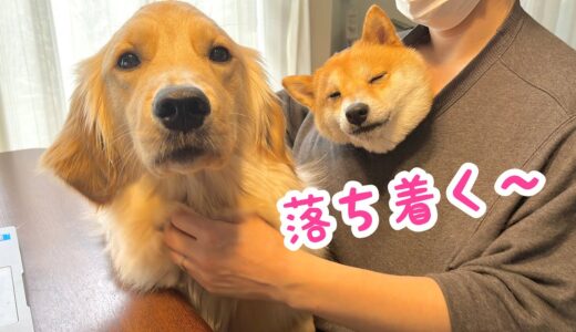 【カンガルー犬】眠くなるとパパの洋服の中に潜り込んでくる豆柴とやきもち妬きなゴールデンレトリバー