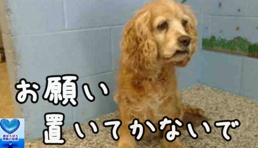 迷子になり保護された2匹の犬。飼い主はなんと１匹だけを連れ帰った！その悲しい理由に驚きを隠せない【感動】