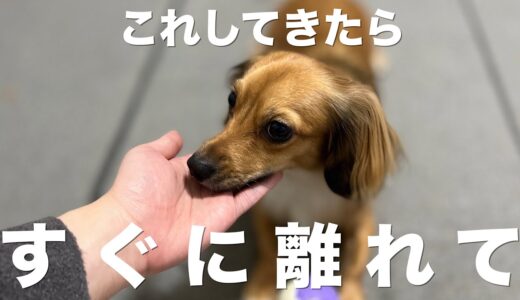 犬がしてきたらすぐ離れた方が良い行動