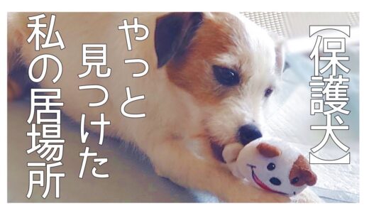 人が怖かった保護犬ナナオちゃんが見つけたのは・・「vol 211」