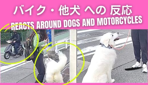 バイク、他犬への反応。飛びつき、吠え。メールセッション。