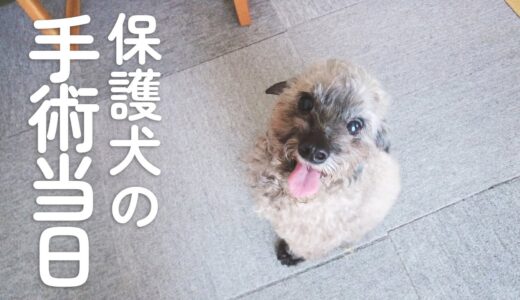 保護犬の手術当日。経過のご報告。｜Day62