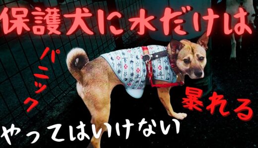 保護犬を飼いたい人はお散歩中、水だけは・・やってはいけない