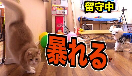 留守中に犬と猫何してるか!?3【隠し撮り】　　PDS