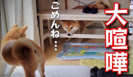 仲のいい柴犬と豆柴の兄妹が大喧嘩してしまいました