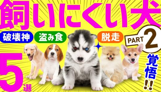 【本当は飼いにくい人気犬種💗Part2】「かわいい！」だけで飼ってはいけない