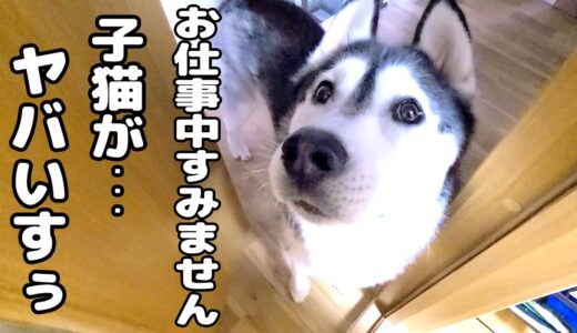 ハスキー犬がくんくん騒いでるので急いでついて行ってみると子猫が...