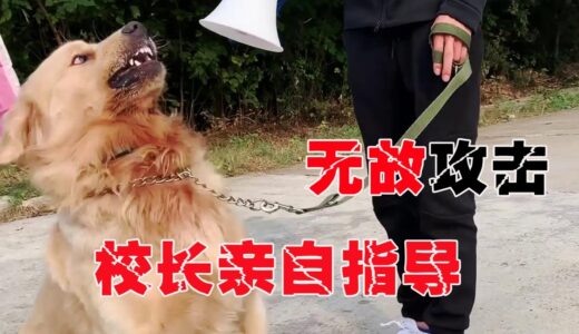 金毛训练第一天就咬训犬师，直接影响整体训练，校长亲自指导！【犬道app】